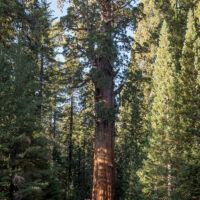 Yosemite-Sequoia-191