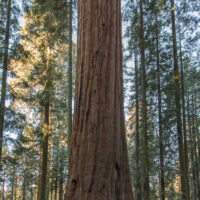 Yosemite-Sequoia-266