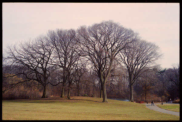 leica_park-trees1.jpg