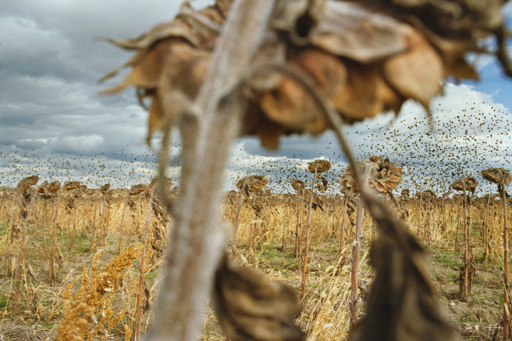 © Rebecca Norris Webb, “Blackbirds,” from My Dakota